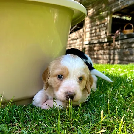 Agriturismo La Vecchia Chioderia Farm stay *