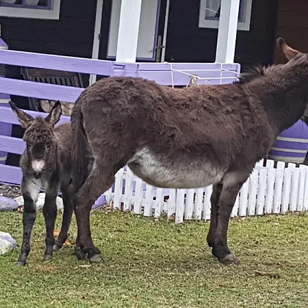 La Vecchia Chioderia Gospodarstwo agroturystyczne *