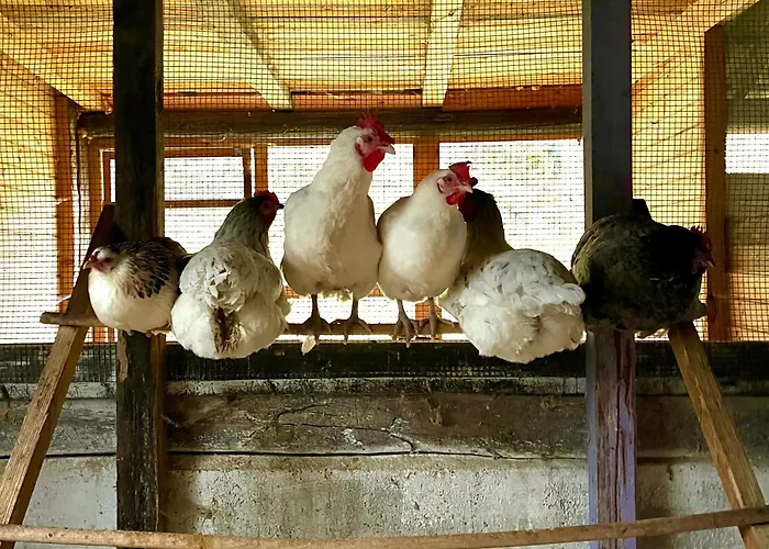 La Vecchia Chioderia مزرعة للإقامة *