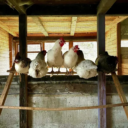 La Vecchia Chioderia Çiftlik konaklama *